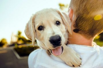 Servizio di Assistenza Animali a Domicilio