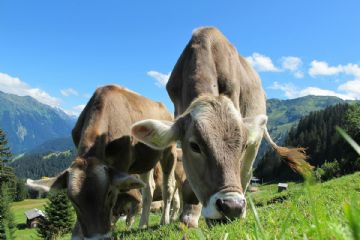 Difesa del bestiame e risarcimento danni causati dalle predazioni da grandi carnivori. Bando n. 3/2021